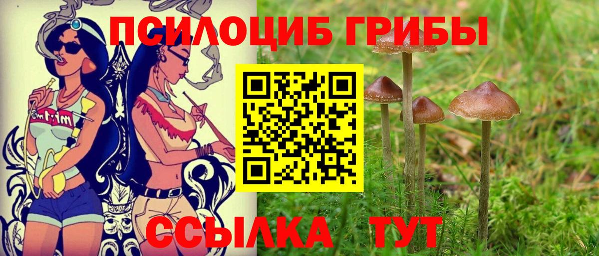 где найти   Сертолово  Псилоцибиновые грибы Magic Shrooms 